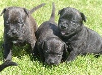 CHIOT