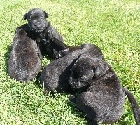 CHIOT