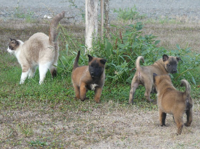 CHIOT 1