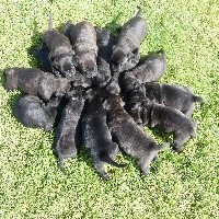 CHIOT