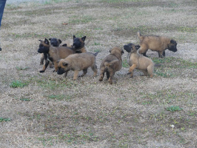 CHIOT 6