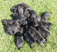 CHIOT