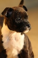 CHIOT