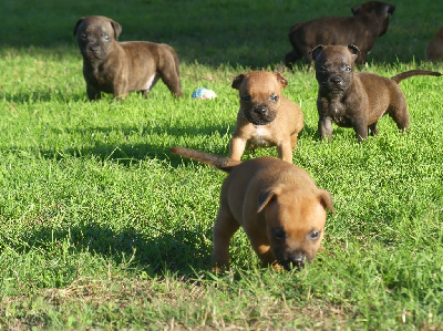 CHIOT 6