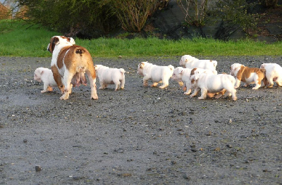 CHIOT 8