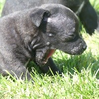 CHIOT