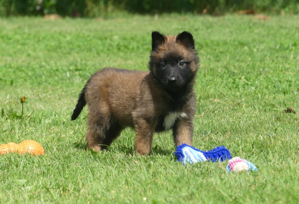 Land van mechelaar - Chiots disponibles - Berger Belge
