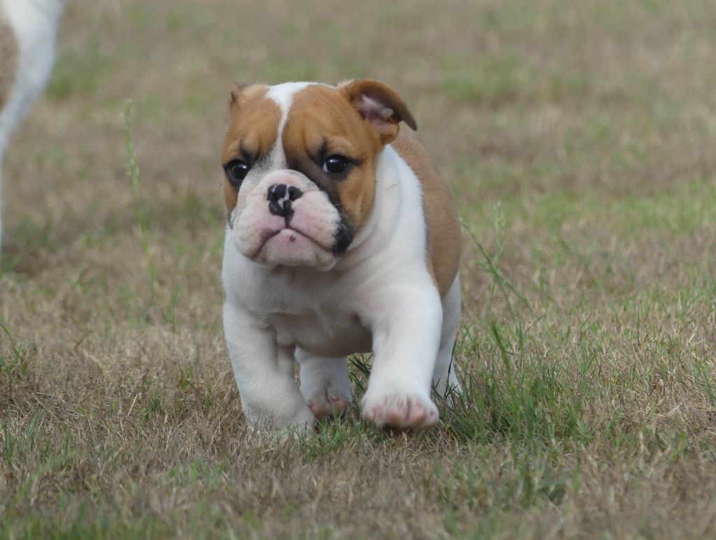 Land van mechelaar - Chiots disponibles - Bulldog Anglais
