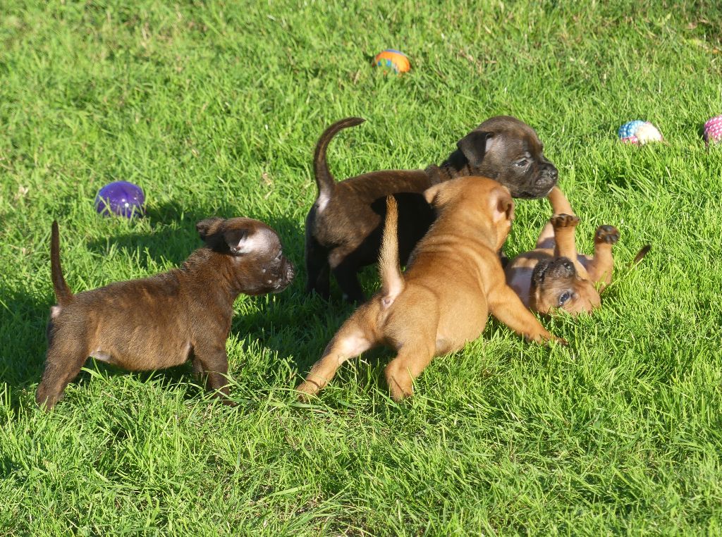 Land van mechelaar - Chiots disponibles - Staffordshire Bull Terrier