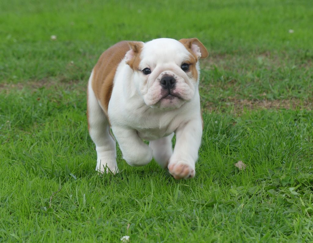 Land van mechelaar - Chiots disponibles - Bulldog Anglais