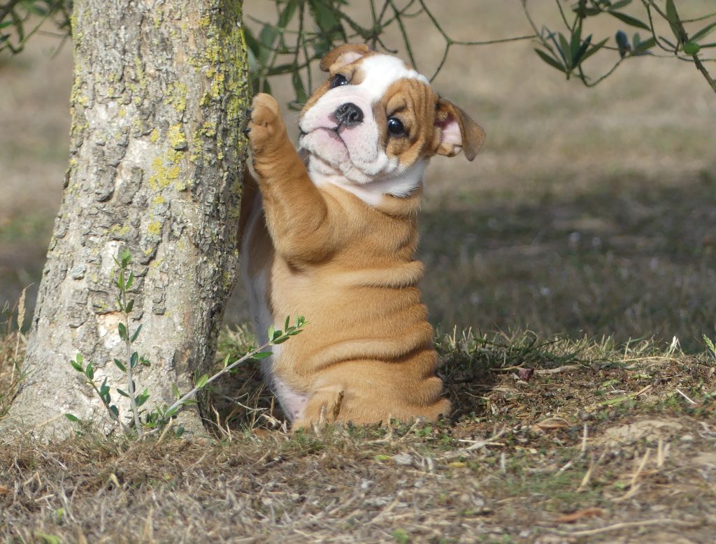 Land van mechelaar - Chiots disponibles - Bulldog Anglais