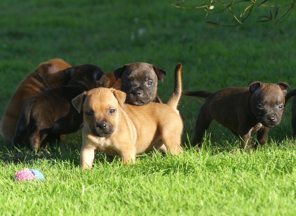 Land van mechelaar - Chiots disponibles - Staffordshire Bull Terrier