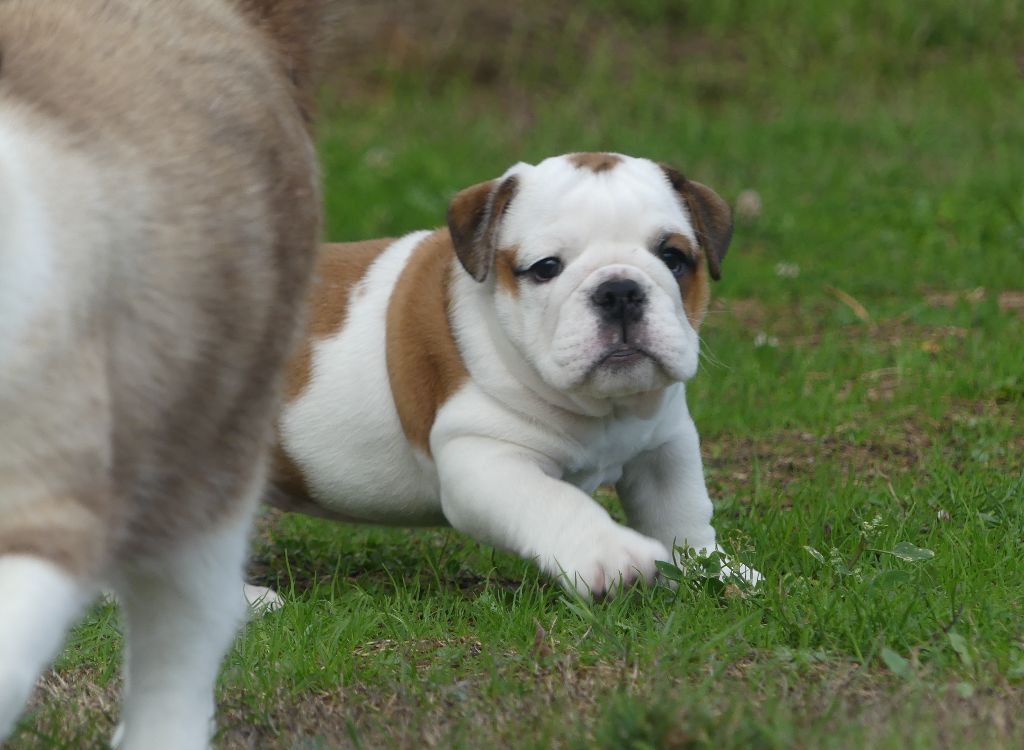 Land van mechelaar - Chiots disponibles - Bulldog Anglais