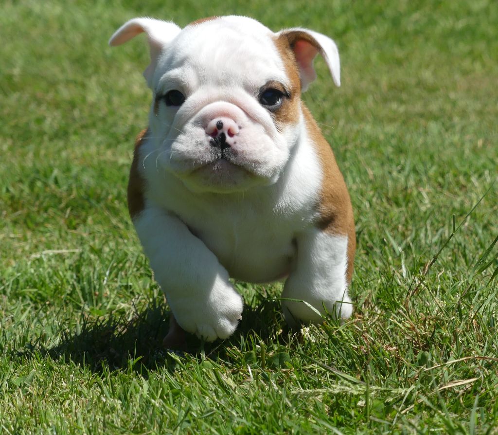 Land van mechelaar - Chiots disponibles - Bulldog Anglais