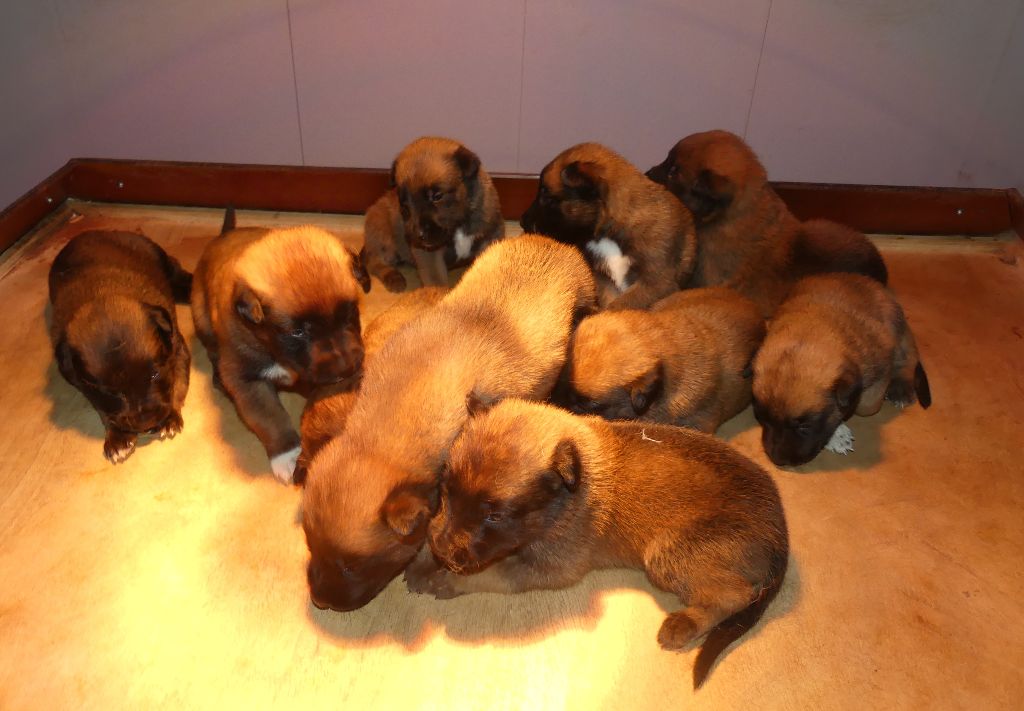 Chiot Berger Belge Land van mechelaar