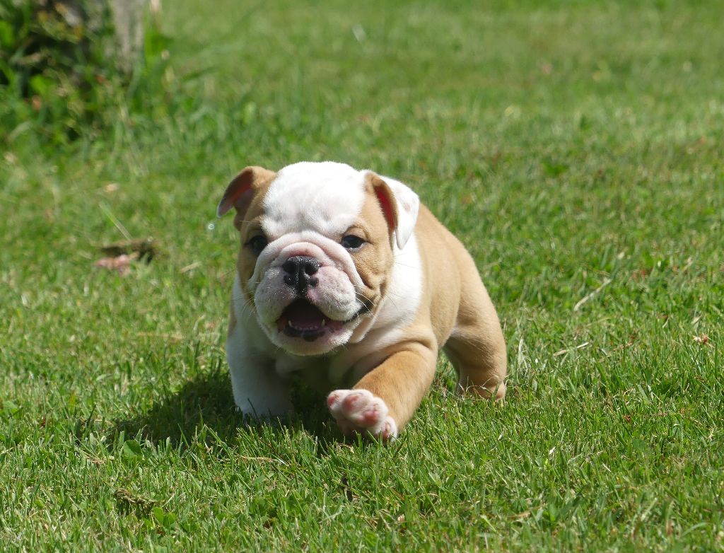 Land van mechelaar - Chiots disponibles - Bulldog Anglais