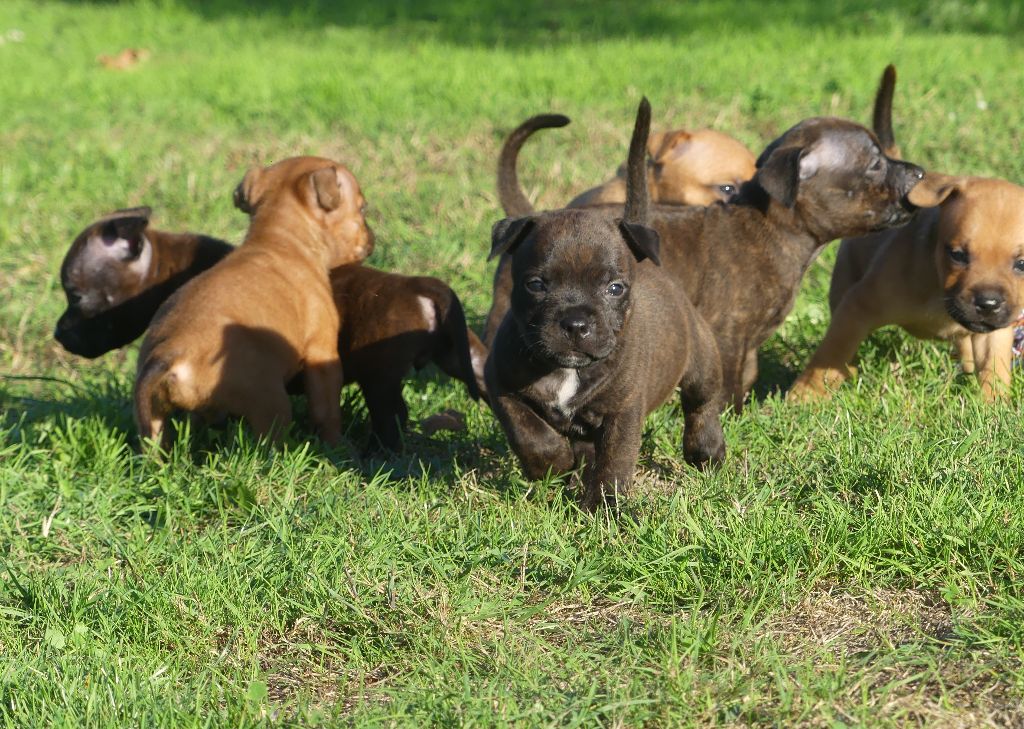 Land van mechelaar - Chiots disponibles - Staffordshire Bull Terrier