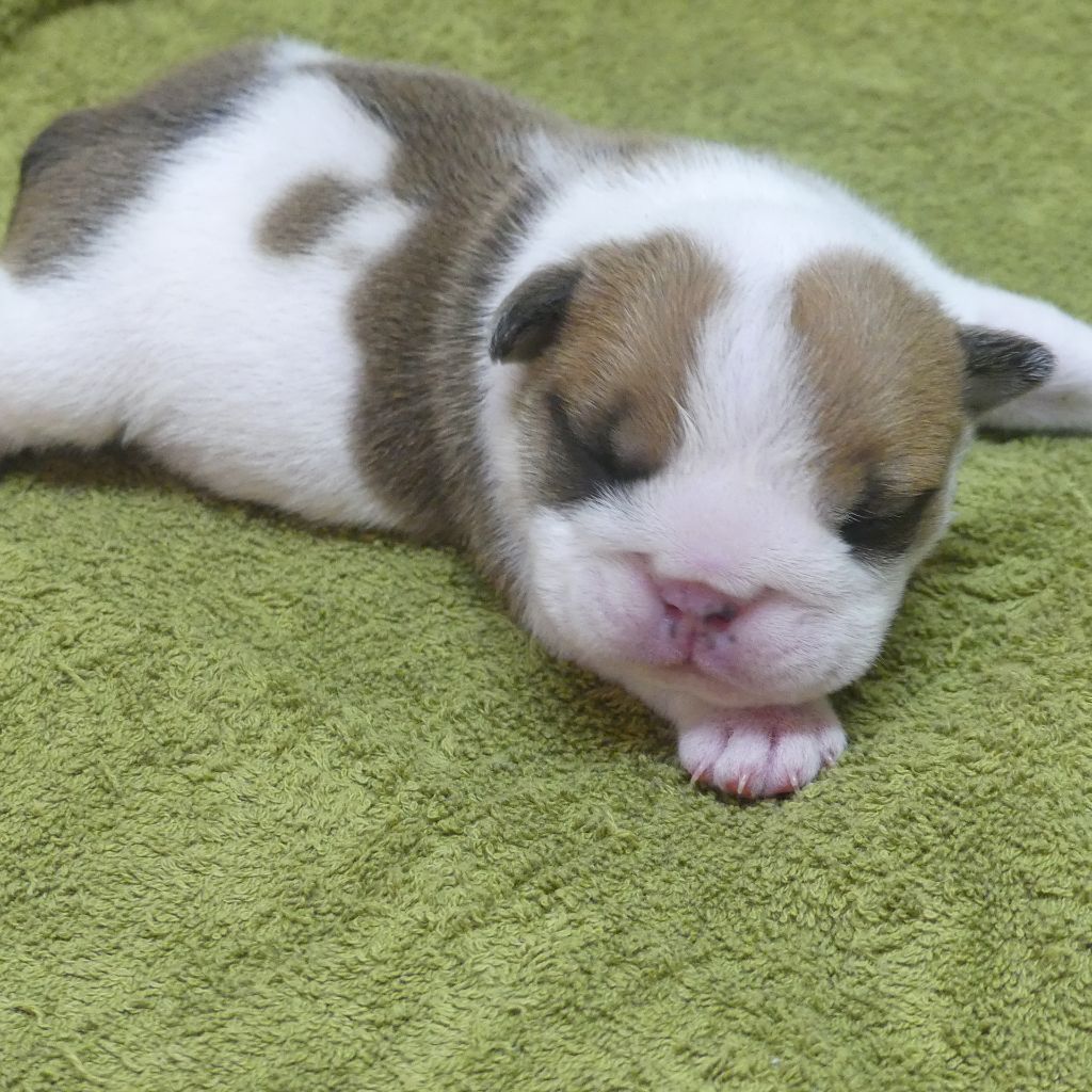 CHIOT