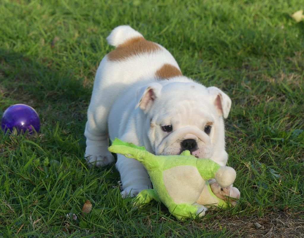 Land van mechelaar - Chiots disponibles - Bulldog Anglais