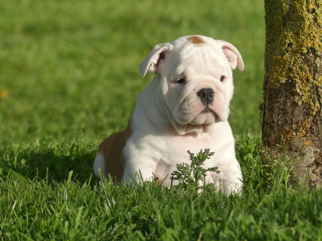 CHIOT 3