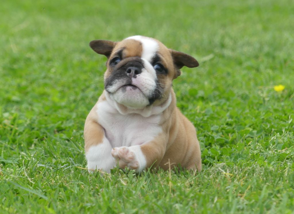 Land van mechelaar - Chiots disponibles - Bulldog Anglais