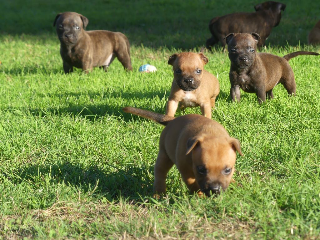 Land van mechelaar - Chiots disponibles - Staffordshire Bull Terrier