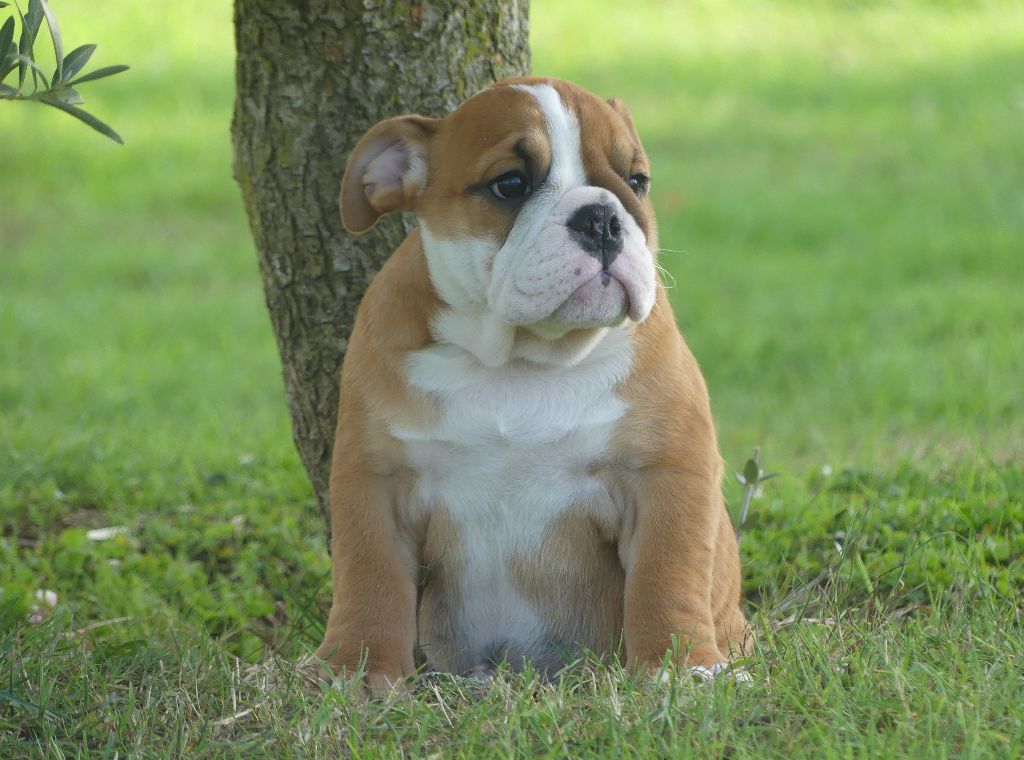 Land van mechelaar - Chiots disponibles - Bulldog Anglais