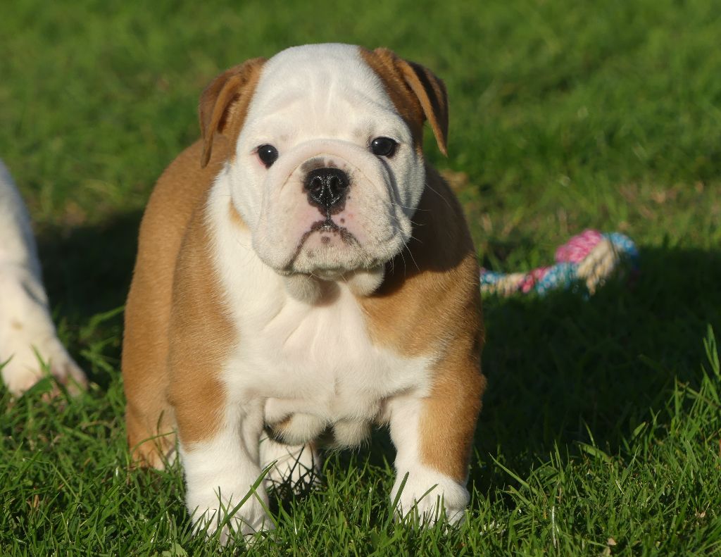 Land van mechelaar - Chiots disponibles - Bulldog Anglais