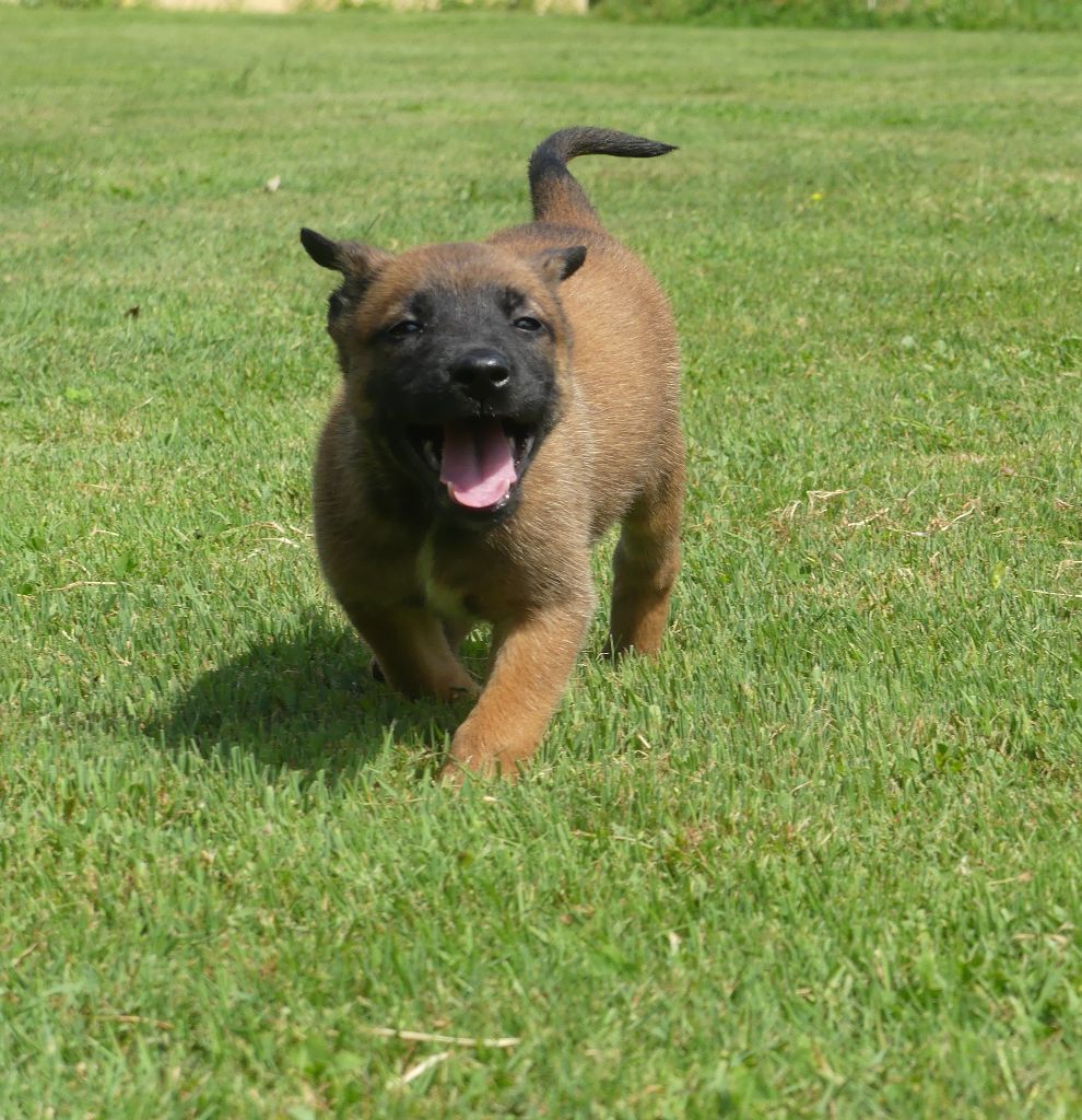 Land van mechelaar - Chiots disponibles - Berger Belge