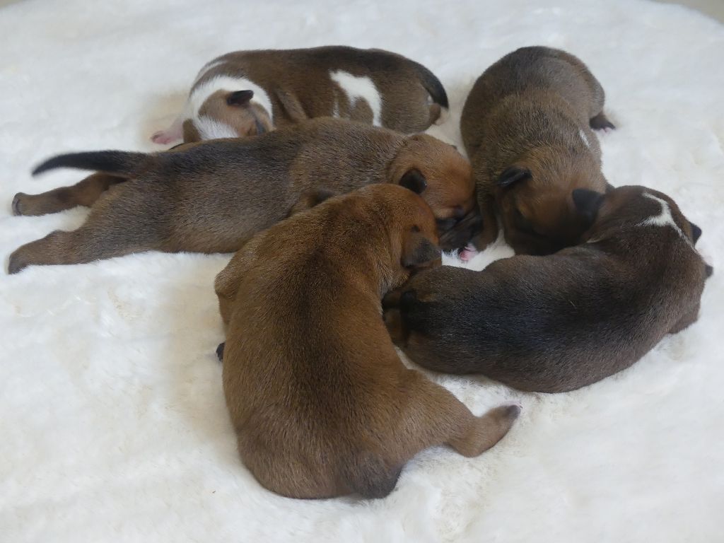 Chiot Staffordshire Bull Terrier Land van mechelaar