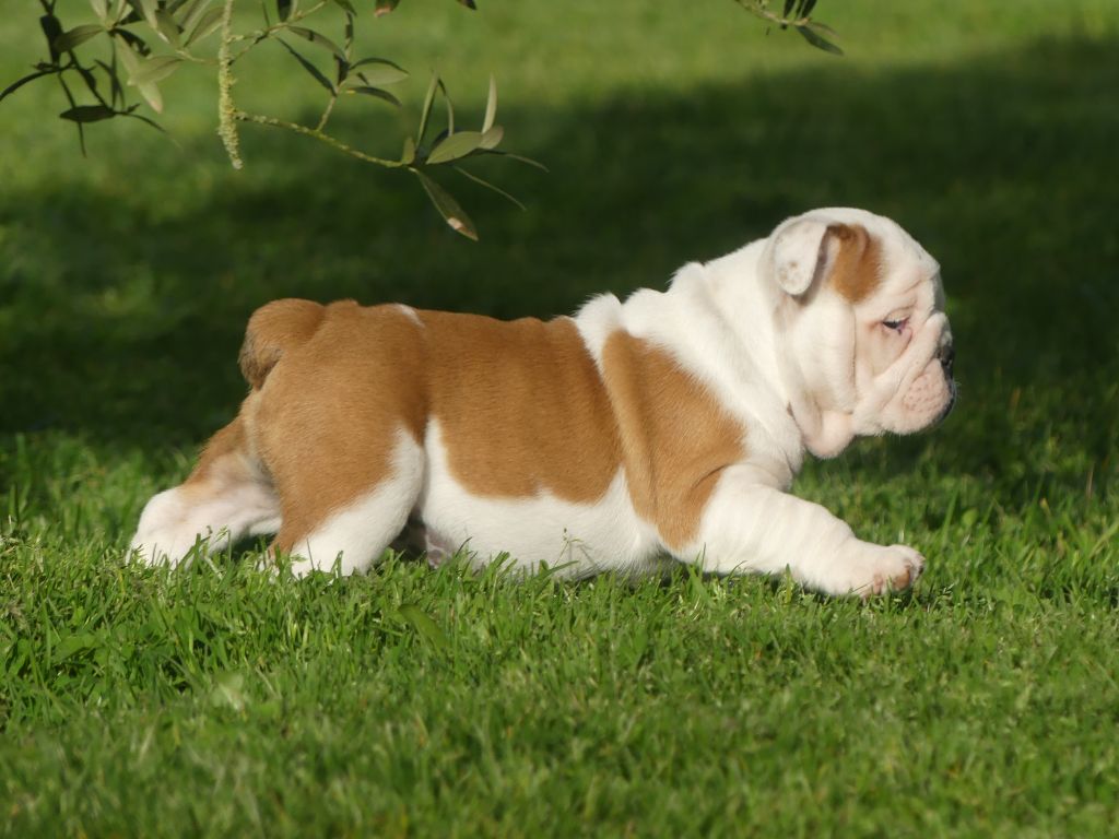 CHIOT 5