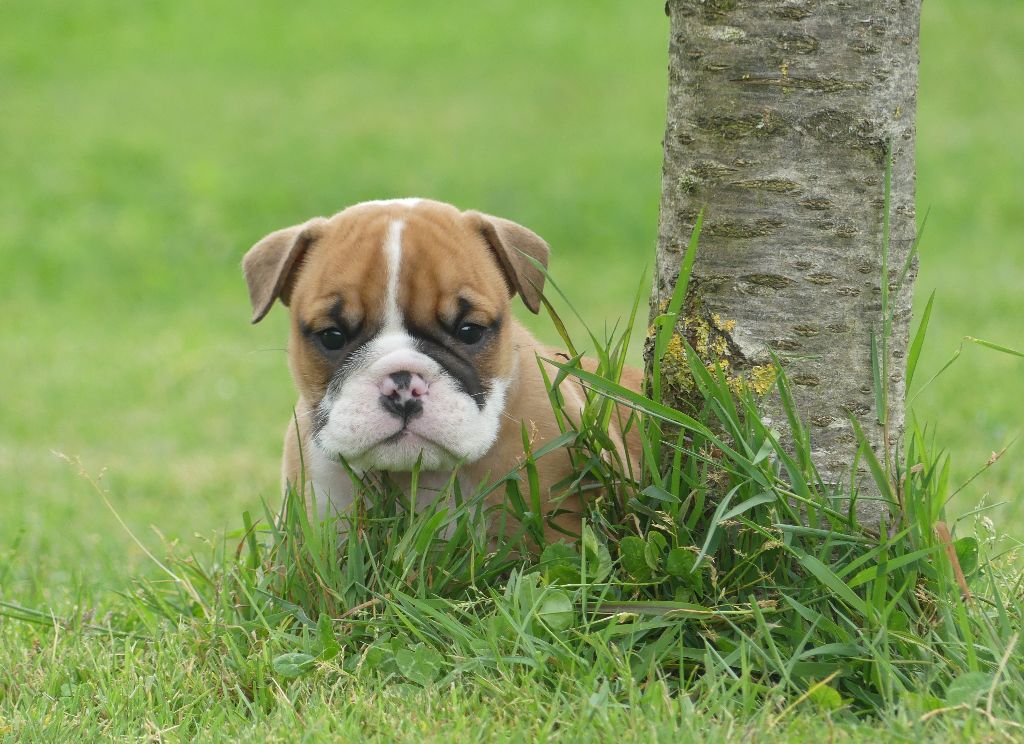 Land van mechelaar - Chiots disponibles - Bulldog Anglais
