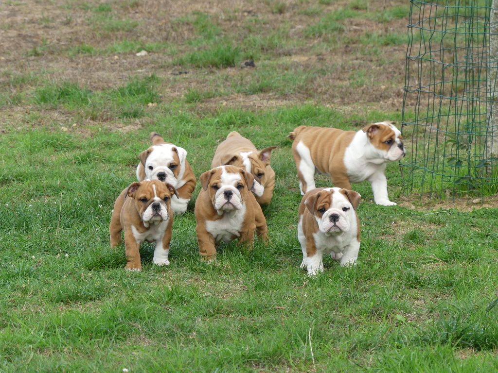 Chiot Bulldog Anglais Land van mechelaar