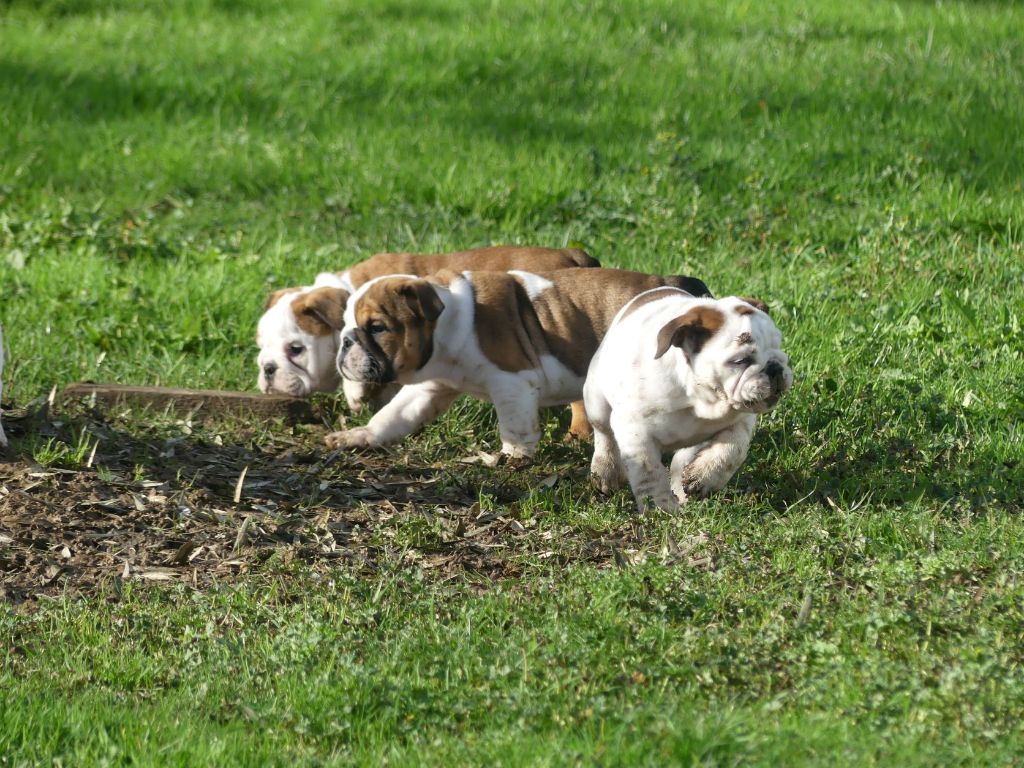 CHIOT 4