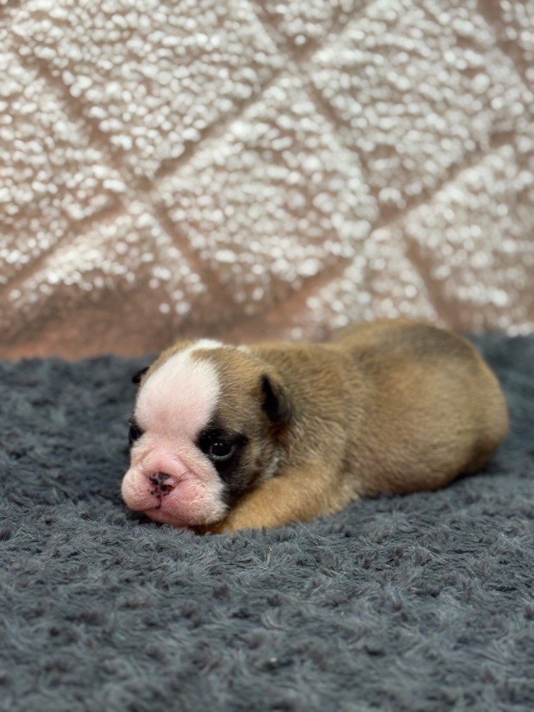Land van mechelaar - Chiots disponibles - Bulldog Anglais
