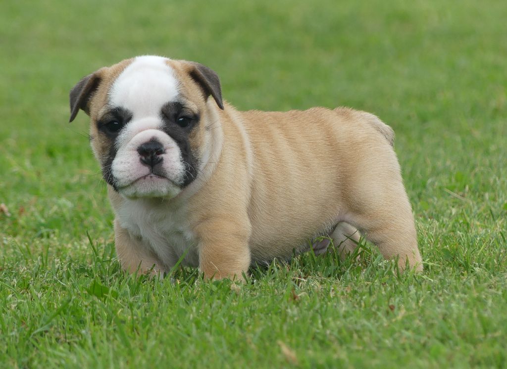 Land van mechelaar - Bulldog Anglais - Portée née le 02/04/2025