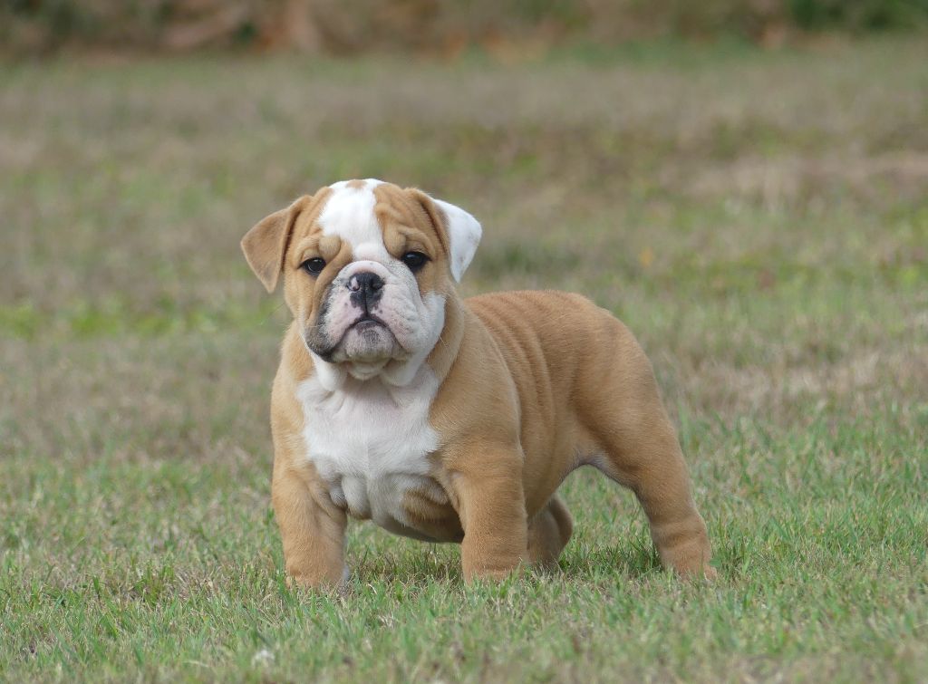 Land van mechelaar - Chiots disponibles - Bulldog Anglais