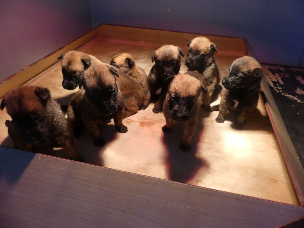 Chiot Berger Belge Land van mechelaar