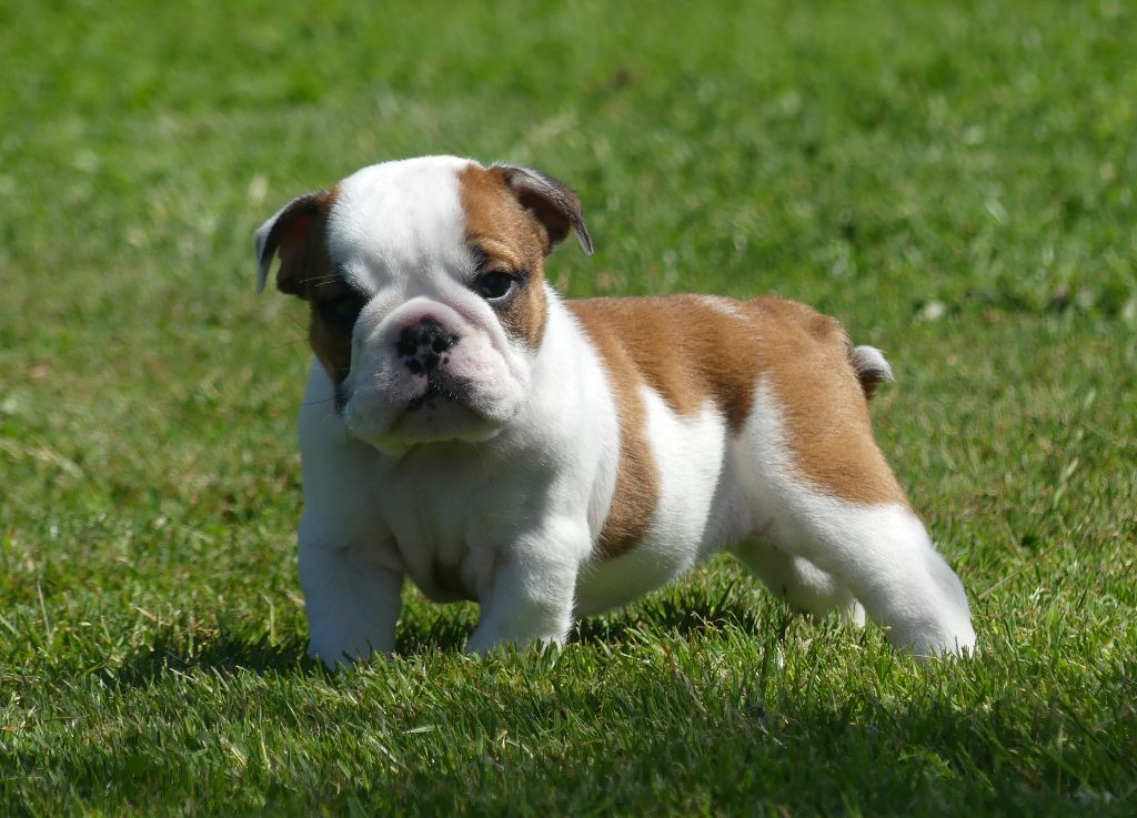 Land van mechelaar - Chiots disponibles - Bulldog Anglais