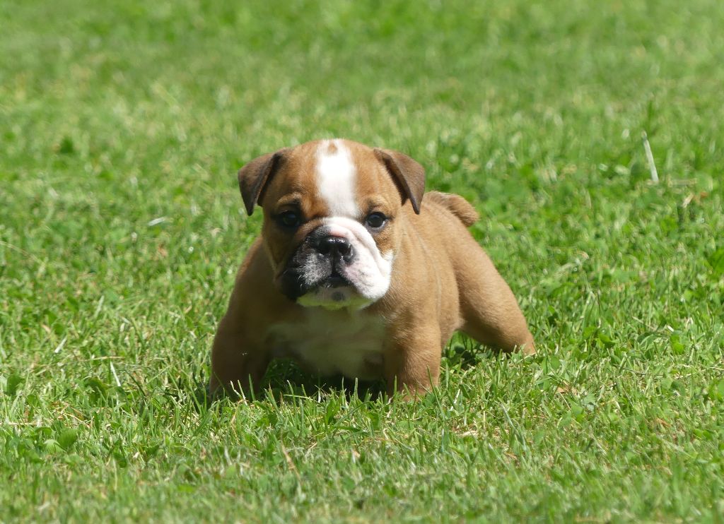 Land van mechelaar - Chiots disponibles - Bulldog Anglais